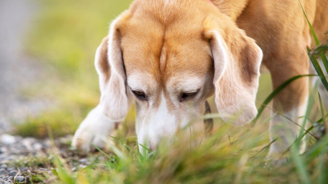 Sniffing beagle puppy searching something in grass