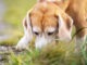 Sniffing beagle puppy searching something in grass