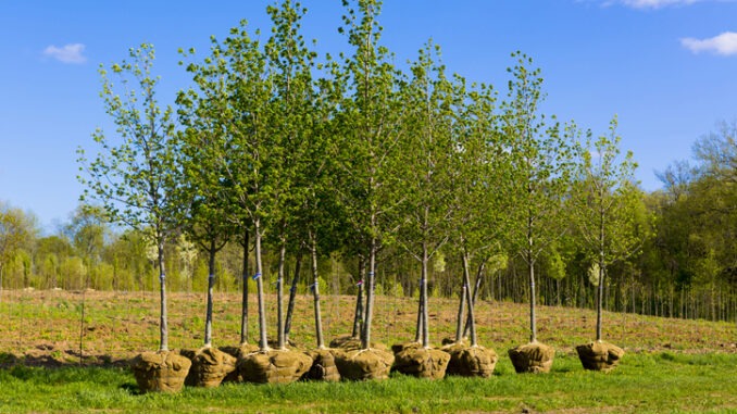 planting leaf trees in spring