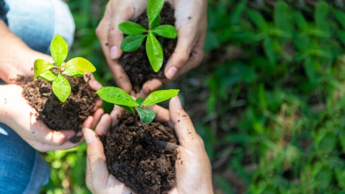 Environment nature. People team work holding young plants in the nature park and see stages of growth of plant and seed for reduce global warming and take care plant. Ecology concept.