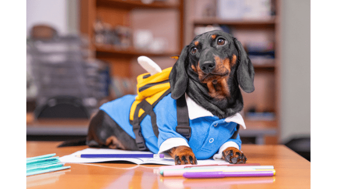 Lolley the school dog supporting pupils
