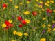 Field flowers