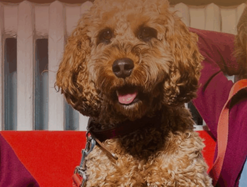 golden cockerpoo sitting on a school bench